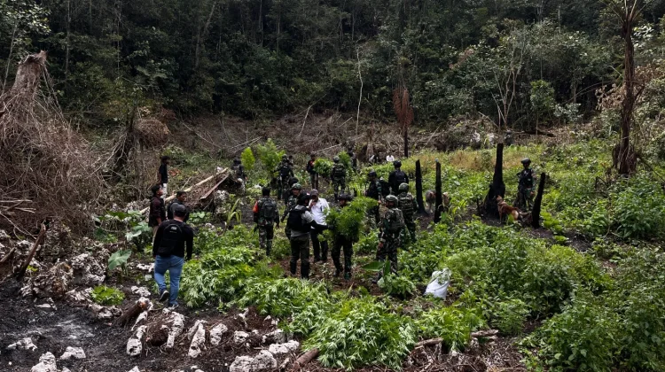 TNI-Polri berhasil menemukan ladang ganja di kawasan hutan Kampung Siminbuk