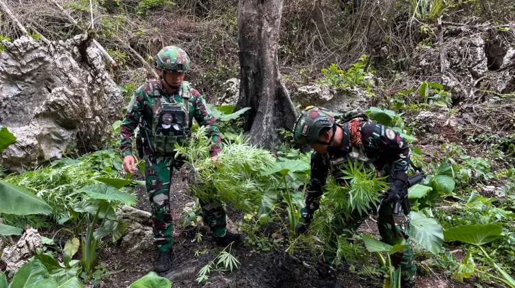 TNI-Polri berhasil menemukan ladang ganja di kawasan hutan Kampung Siminbuk