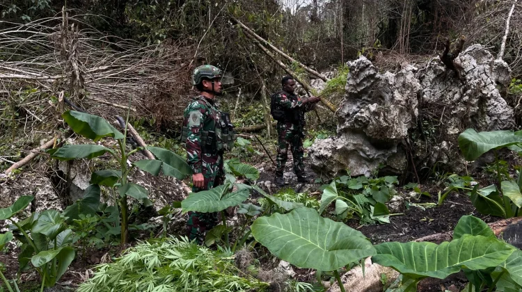 TNI-Polri berhasil menemukan ladang ganja di kawasan hutan Kampung Siminbuk