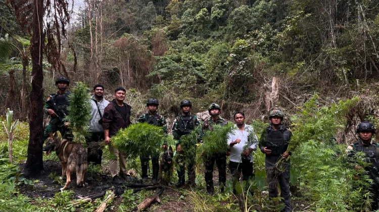 TNI-Polri berhasil menemukan ladang ganja di kawasan hutan Kampung Siminbuk