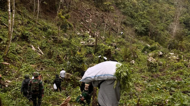 TNI-Polri berhasil menemukan ladang ganja di kawasan hutan Kampung Siminbuk