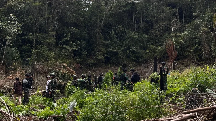 TNI-Polri berhasil menemukan ladang ganja di kawasan hutan Kampung Siminbuk