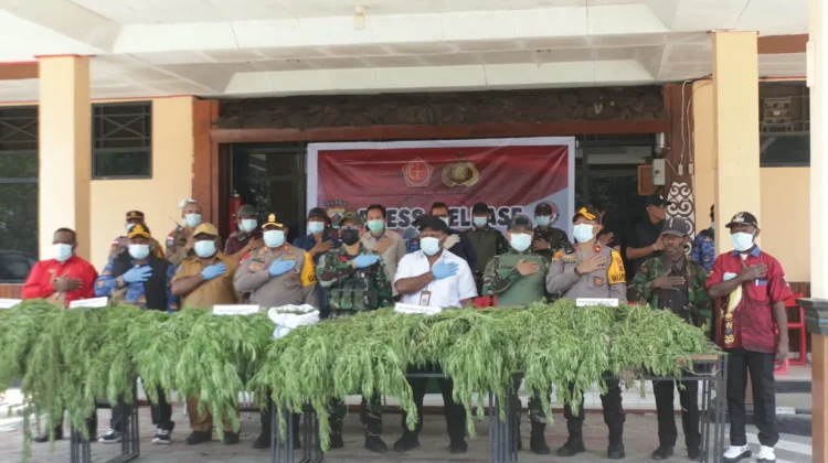 Pohon Ganja Hasil Temuan di Kampung Simimbuk Dimusnahkan Satgas TNI-Polri