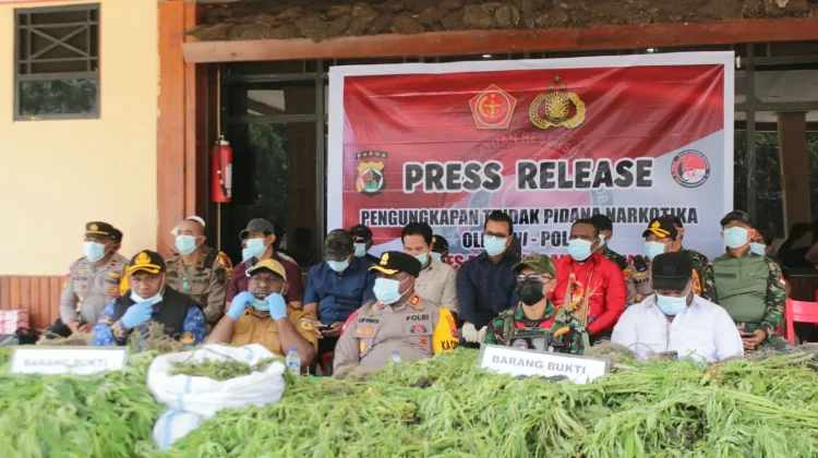 Pohon Ganja Hasil Temuan di Kampung Simimbuk Dimusnahkan Satgas TNI-Polri