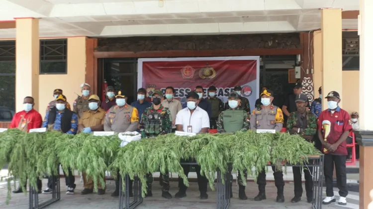 Pohon Ganja Hasil Temuan di Kampung Simimbuk Dimusnahkan Satgas TNI-Polri