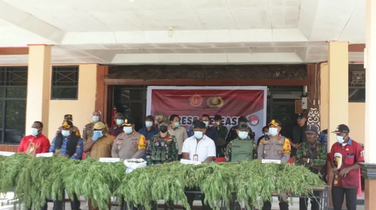 Pohon Ganja Hasil Temuan di Kampung Simimbuk Dimusnahkan Satgas TNI-Polri