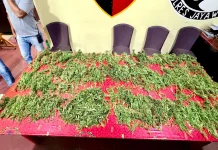Satresnarkoba Polres Jayawijaya Temukan 2,6 Kilogram Ganja di Pasar Wouma Wamena