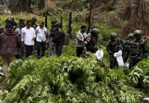 TNI-Polri berhasil menemukan ladang ganja di kawasan hutan Kampung Siminbuk