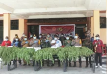 Pohon Ganja Hasil Temuan di Kampung Simimbuk Dimusnahkan Satgas TNI-Polri