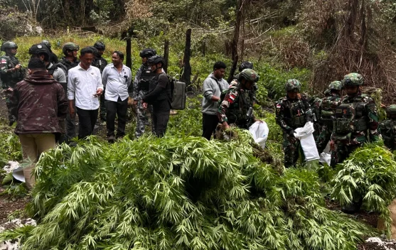 TNI-Polri berhasil menemukan ladang ganja di kawasan hutan Kampung Siminbuk