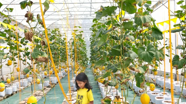 Smart Farming di Lumbung Mataraman Bulak Peni Budidaya Melon Berbasis IoT