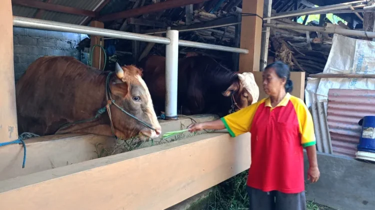 Permintaan Sapi Naik, KT Karya Tunggal Sleman Terima Inden sejak Dua Bulan