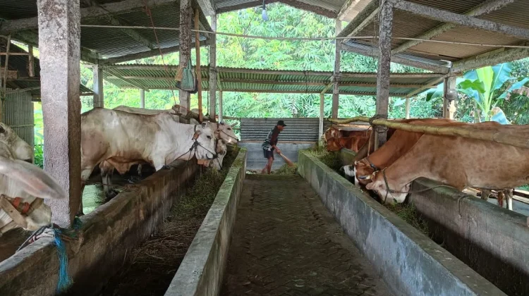 Permintaan Sapi Naik, KT Karya Tunggal Sleman Terima Inden sejak Dua Bulan