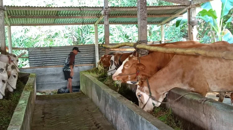 Permintaan Sapi Naik, KT Karya Tunggal Sleman Terima Inden sejak Dua Bulan