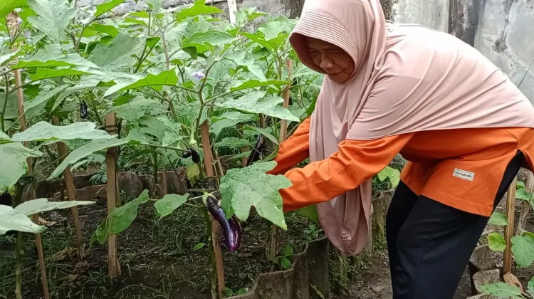 Produktif di Lahan Terbatas, KWT Anugerah Bumi Budidayakan Tanaman Sayur Organik