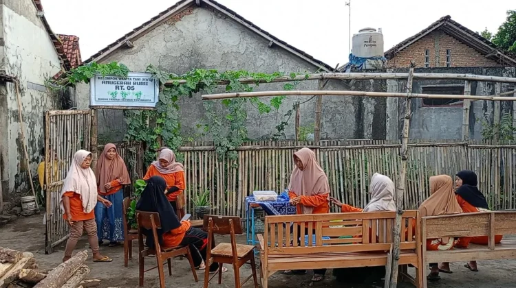 Produktif di Lahan Terbatas, KWT Anugerah Bumi Budidayakan Tanaman Sayur Organik