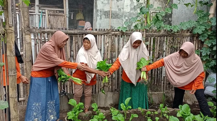 Produktif di Lahan Terbatas, KWT Anugerah Bumi Budidayakan Tanaman Sayur Organik