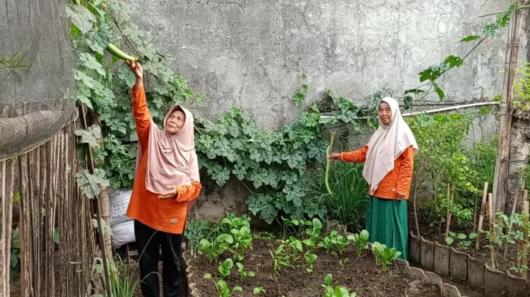 Produktif di Lahan Terbatas, KWT Anugerah Bumi Budidayakan Tanaman Sayur Organik