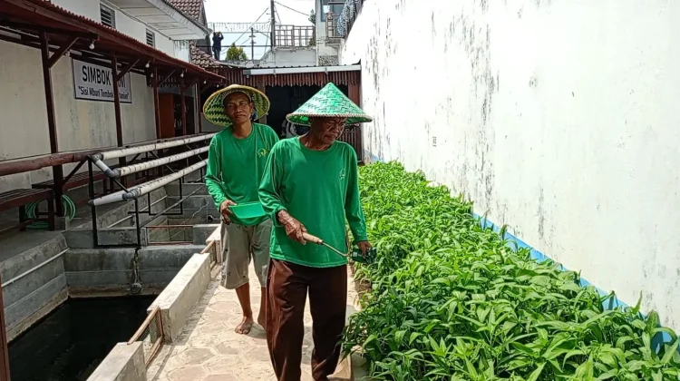 Panen 50 Kilogram Sayur Tiap Hari, Lapas Cebongan Dorong Kemandirian Pangan