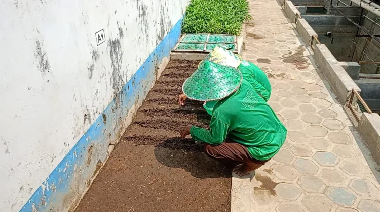 Panen 50 Kilogram Sayur Tiap Hari, Lapas Cebongan Dorong Kemandirian Pangan
