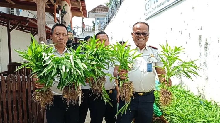 Panen 50 Kilogram Sayur Tiap Hari, Lapas Cebongan Dorong Kemandirian Pangan