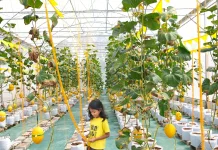 Smart Farming di Lumbung Mataraman Bulak Peni Budidaya Melon Berbasis IoT