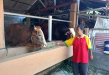 Permintaan Sapi Naik, KT Karya Tunggal Sleman Terima Inden sejak Dua Bulan