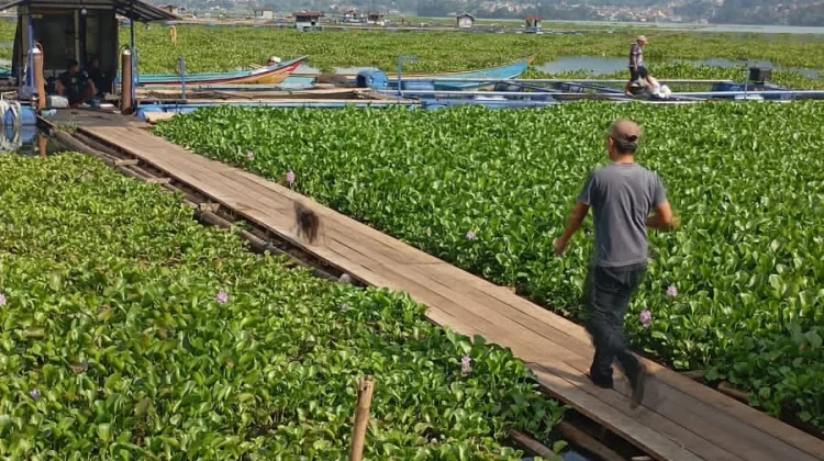 Eceng Gondok Waduk Darma: Wisata Tumbuh, Masalah Mengapung