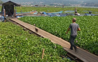 Eceng Gondok Waduk Darma: Wisata Tumbuh, Masalah Mengapung