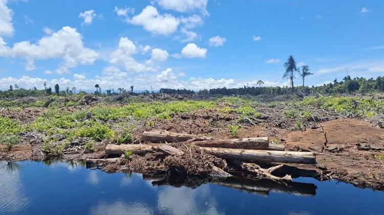 Hilangnya Excavator di Lahan Gambut Rawa Tripa