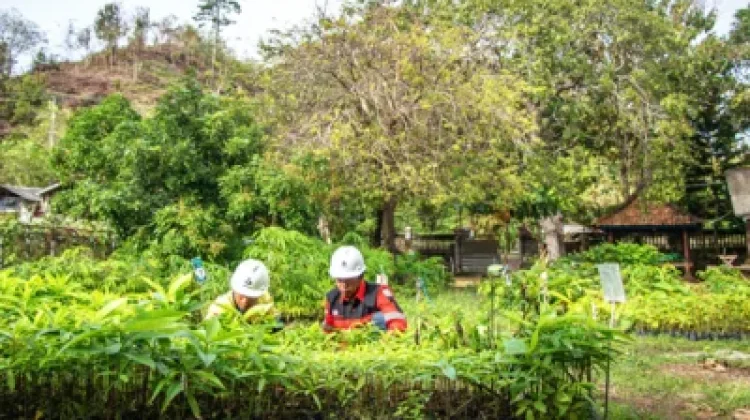 Rantai Ekologis: Jalan Baru Reklamasi AMMAN dari Lahan Tambang ke Hutan Mandiri