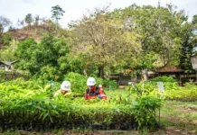 Rantai Ekologis: Jalan Baru Reklamasi AMMAN dari Lahan Tambang ke Hutan Mandiri