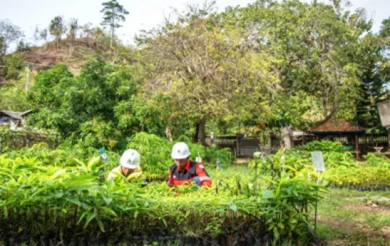 Rantai Ekologis: Jalan Baru Reklamasi AMMAN dari Lahan Tambang ke Hutan Mandiri