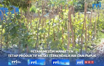 Kendala Pupuk dan Air Tidak Halangi Petani Manleten Pacu Produktivitas Melon
