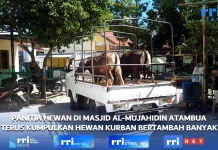 H-1 Masjid Al-Mujahidin Atambua, Pengumpulan Hewan Kurban Terdata sementara 23 Ekor