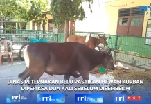 Dinas Peternakan Belu Pastika Periksa Hewan Kurban Dua Kali Sebelum di Sembelih