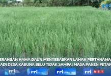 Hama Daun Rusak Padi di Desa Kabuna, Petani Gagal Panen Optimal