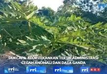 Hulnani Kembangkan Pepaya California untuk Pasar Lokal Kabupaten Alor