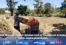 Wareng Sangit Menyerang Pertanaman Padi di Belu Produksi Panen Menurun