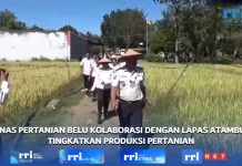 Dinas Pertanian Belu Kolaborasi Lapas Atambua Tingkatkan Produksi Pertanian