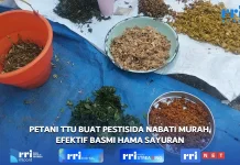 Petani Sayur di Kefamenanu Utara Dilatih Membuat Pestisida Nabati dan NPK Cair