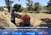 Tengkulak Bermodal Besar Raup Keuntungan dari Praktik Ijon Petani