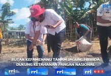Rutan Kefamenanu Tanam Jagung Hibrida Dukung Ketahanan Pangan Nasional