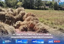 Petani Belu Simpan Beras Panen Demi Kebutuhan Pangan Keluarga