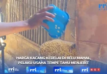 Harga Kacang Kedelai di Belu Mahal, Pelaku Usaha Tempe Tahu Menjerit