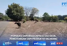 Populasi Sapi Belu Capai 67.141 Ekor, Pemotongan Sapi Produktif Dilarang