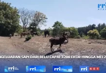 Pengiriman Ternak Sapi dari Belu ke Luar Dearah Mencapai 3.200 ekor Per Mei 2026
