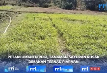 Ternak Rusak Tanaman Sayuran Petani Umanen Merugi Tidak Peroleh Hasil Panen