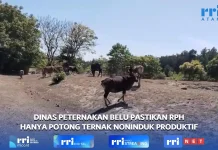 Dinas Peternakan Belu Pastikan Lakukan Pengawasan di Rumah Pemotongan Hewan