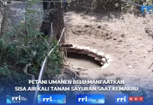 Petani di Belu Bertahan ditengah Kemarau, Manfaatkan Sisa Air Kali
